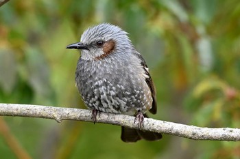 Brown-eared Bulbul 大高緑地公園 Wed, 3/20/2024