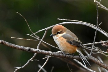 Bull-headed Shrike 大高緑地公園 Wed, 3/20/2024