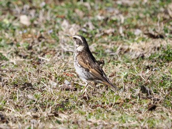 ツグミ 下奥富河川敷公園 2024年3月2日(土)