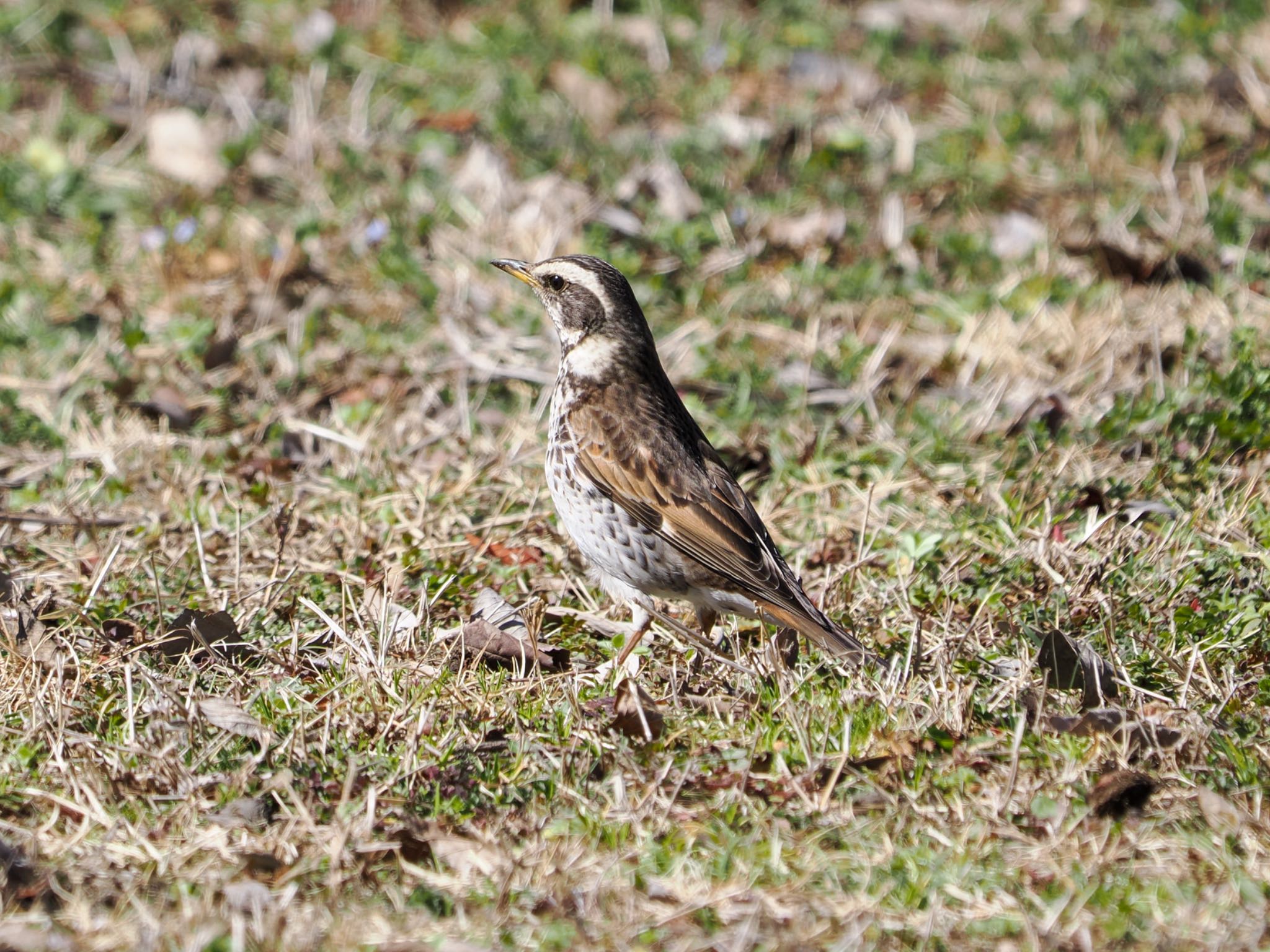 Dusky Thrush