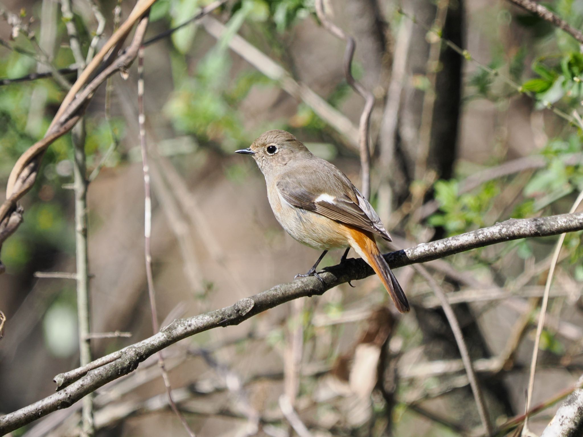 Daurian Redstart