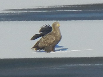 White-tailed Eagle 石狩 茨戸川 Thu, 12/13/2018