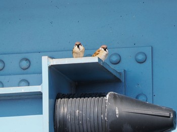 Eurasian Tree Sparrow 下奥富河川敷公園 Sat, 3/2/2024