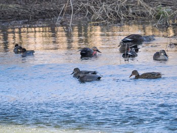 オカヨシガモ 下奥富河川敷公園 2024年3月2日(土)