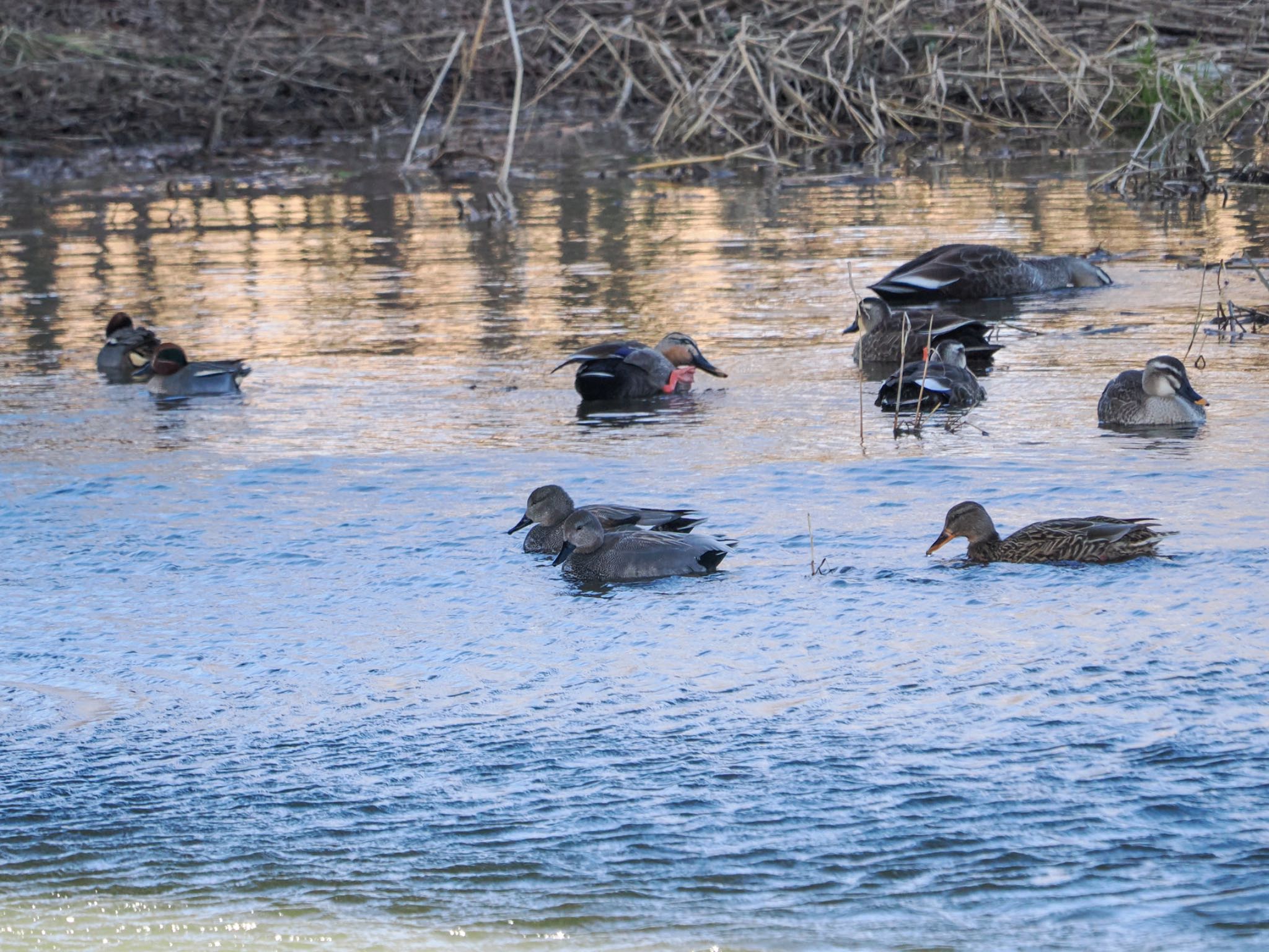 Gadwall