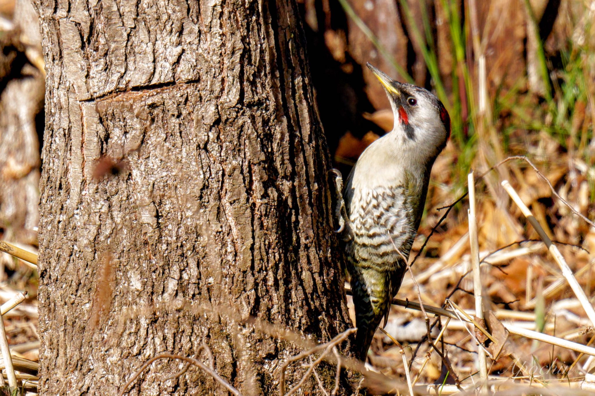 Photo of Japanese Green Woodpecker at Maioka Park by アポちん