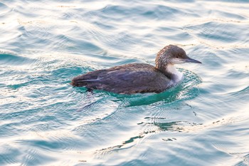 Pacific Loon ひたちなか Sat, 3/16/2024