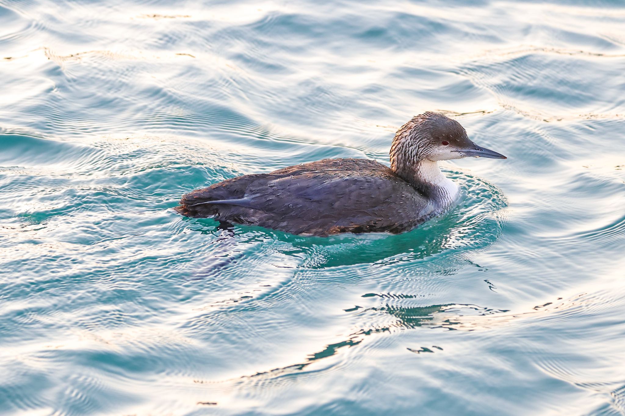 Photo of Pacific Loon at ひたちなか by amachan