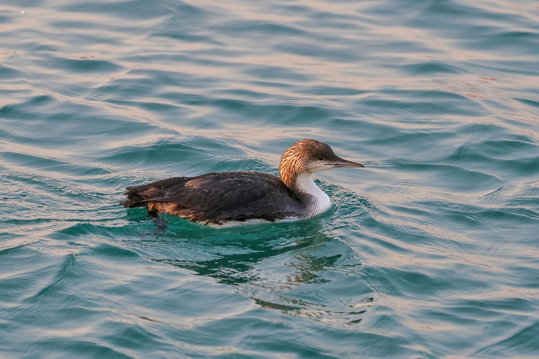 Photo of Pacific Loon at ひたちなか by amachan