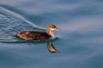 Pacific Loon ひたちなか Sat, 3/16/2024