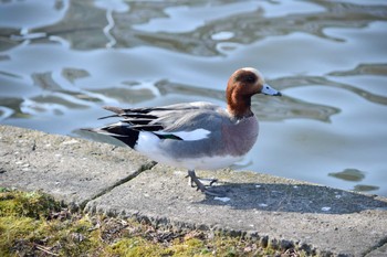 Eurasian Wigeon Ueno Park Mon, 1/5/2015