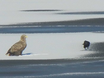 White-tailed Eagle 石狩 茨戸川 Thu, 12/13/2018