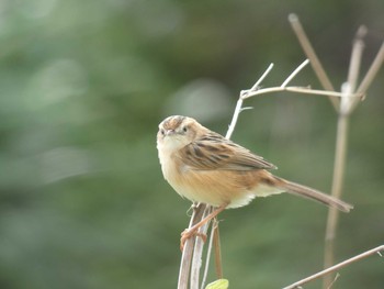 Zitting Cisticola Yoron Island Thu, 12/13/2018