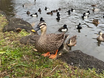 カルガモ こども自然公園 (大池公園/横浜市) 2024年3月20日(水)