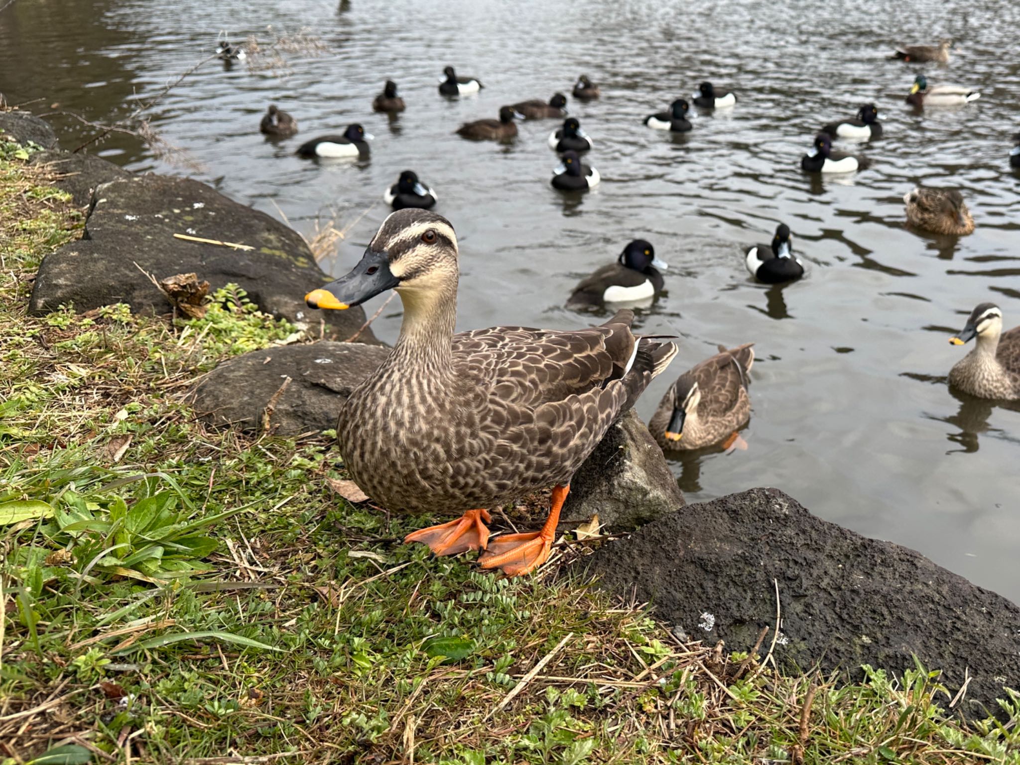 Eastern Spot-billed Duck