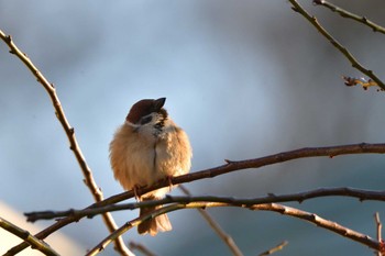 2024年3月14日(木) 長浜公園の野鳥観察記録