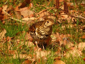 White's Thrush Maioka Park Sun, 3/17/2024