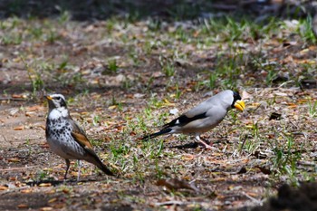 Japanese Grosbeak 神代植物公園 Wed, 3/20/2024