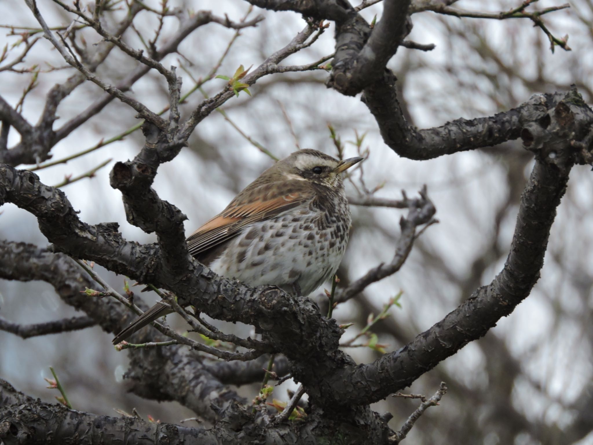 Photo of Dusky Thrush at Osaka castle park by 鉄腕よっしー