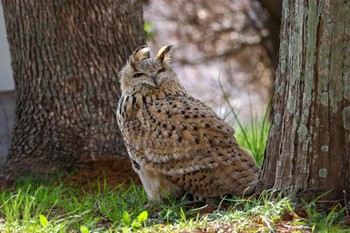 Eurasian Eagle-Owl 千葉県 Sun, 3/17/2024