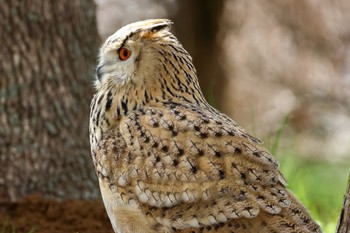 Eurasian Eagle-Owl 千葉県 Sun, 3/17/2024