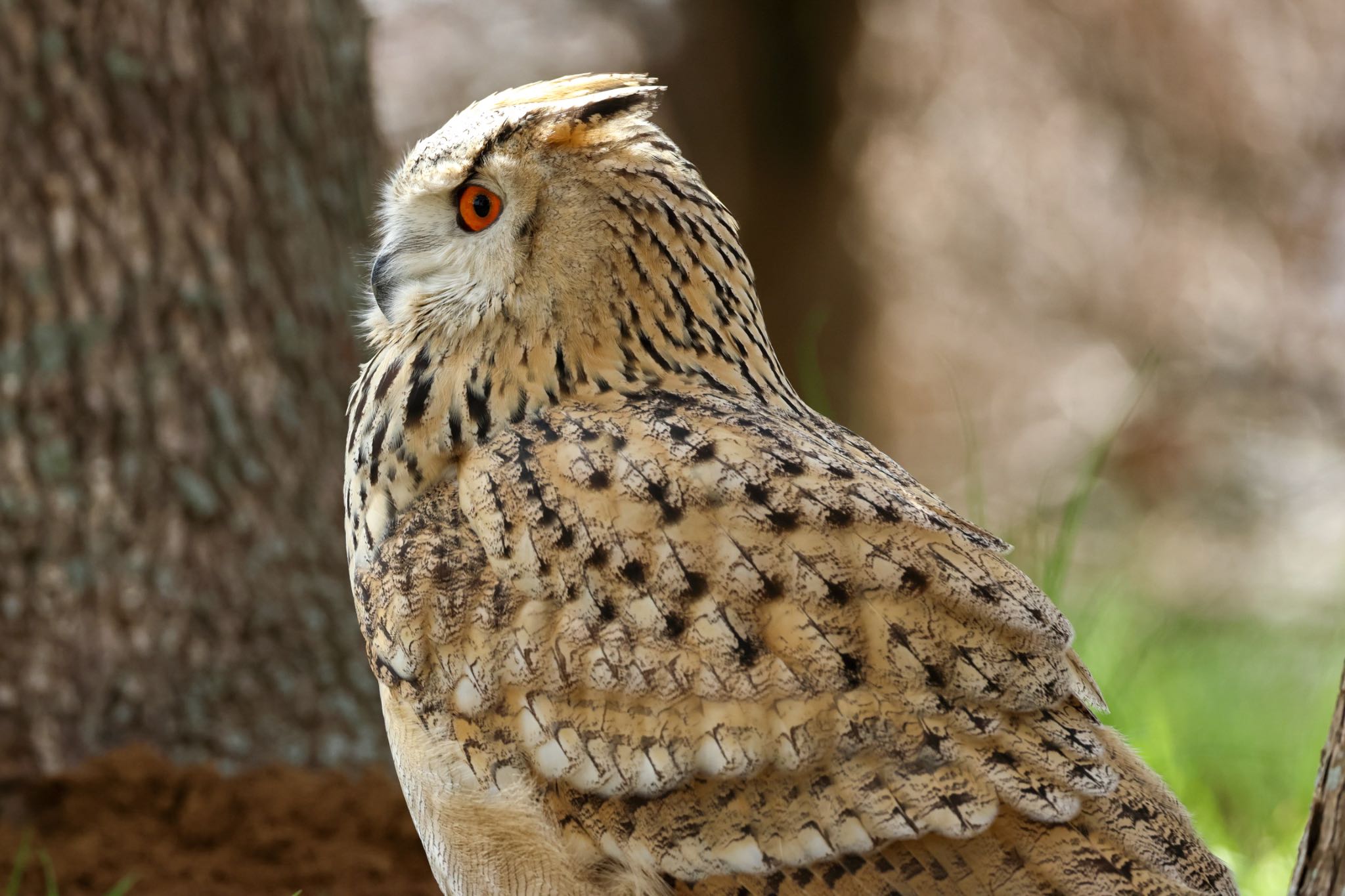 Photo of Eurasian Eagle-Owl at 千葉県 by amachan