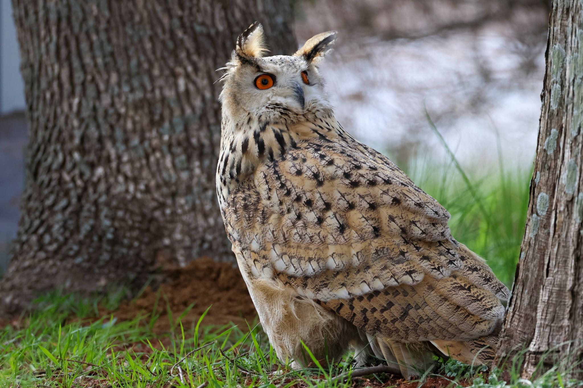 Photo of Eurasian Eagle-Owl at 千葉県 by amachan