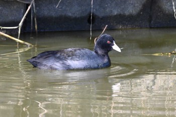 Eurasian Coot North Inba Swamp Sun, 2/11/2024