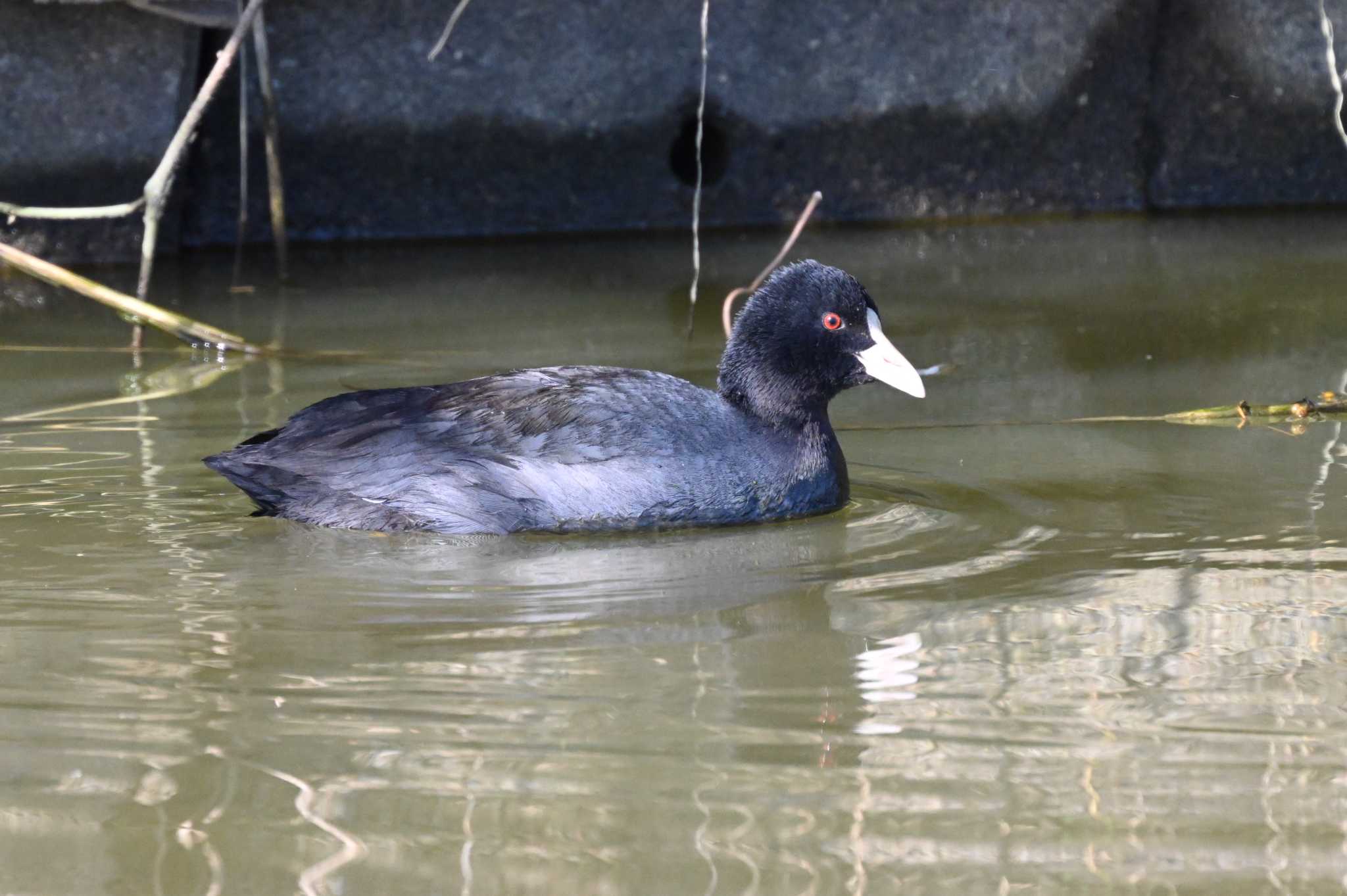 Eurasian Coot