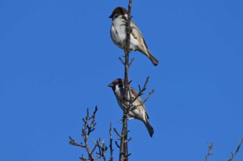 Eurasian Tree Sparrow North Inba Swamp Sun, 2/11/2024