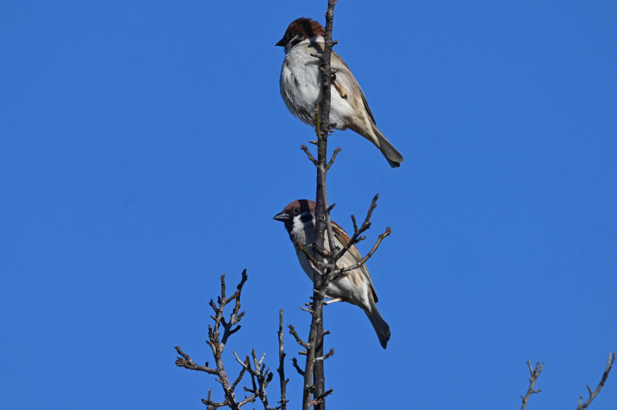 Eurasian Tree Sparrow