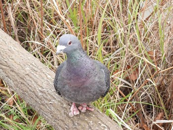 Rock Dove 打上川治水緑地 Tue, 3/19/2024