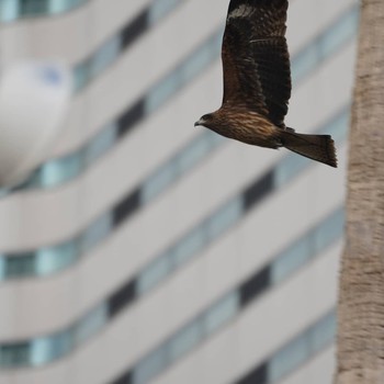 Black Kite Minatomirai Thu, 12/13/2018