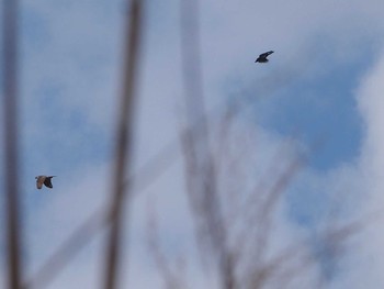 Carrion Crow 淀川河川公園 Wed, 3/13/2024