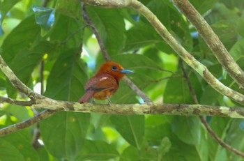 Rufous Paradise Flycatcher PICOP(PHILIPPINE) Sun, 3/18/2018