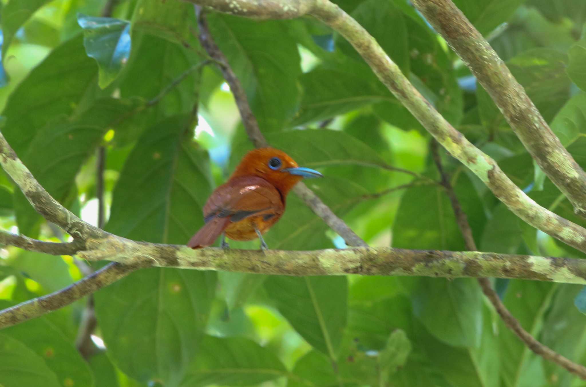 Rufous Paradise Flycatcher