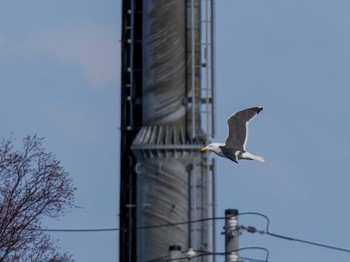 Slaty-backed Gull 石狩 茨戸川 Wed, 3/20/2024