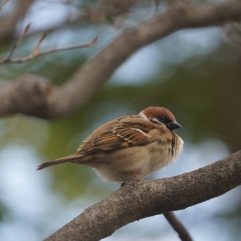 Eurasian Tree Sparrow Minatomirai Unknown Date