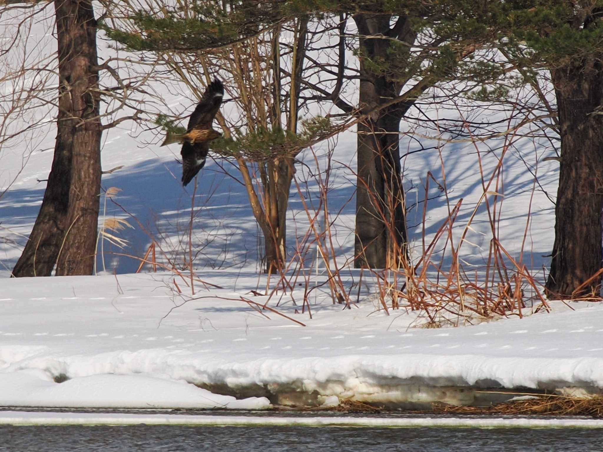 Photo of Black Kite at 石狩 茨戸川 by 98_Ark (98ｱｰｸ)