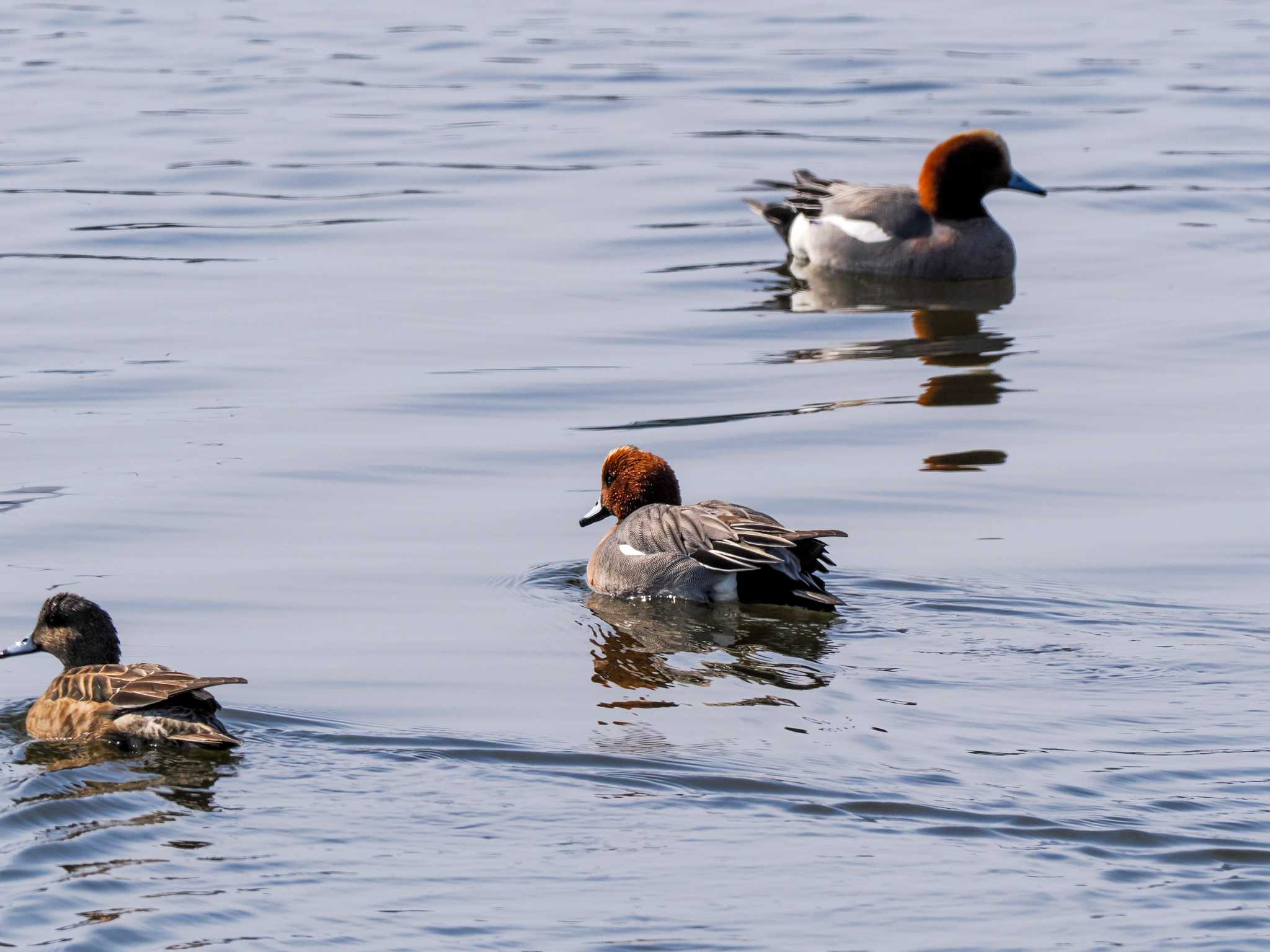 Photo of Eurasian Wigeon at 石狩 茨戸川 by 98_Ark (98ｱｰｸ)