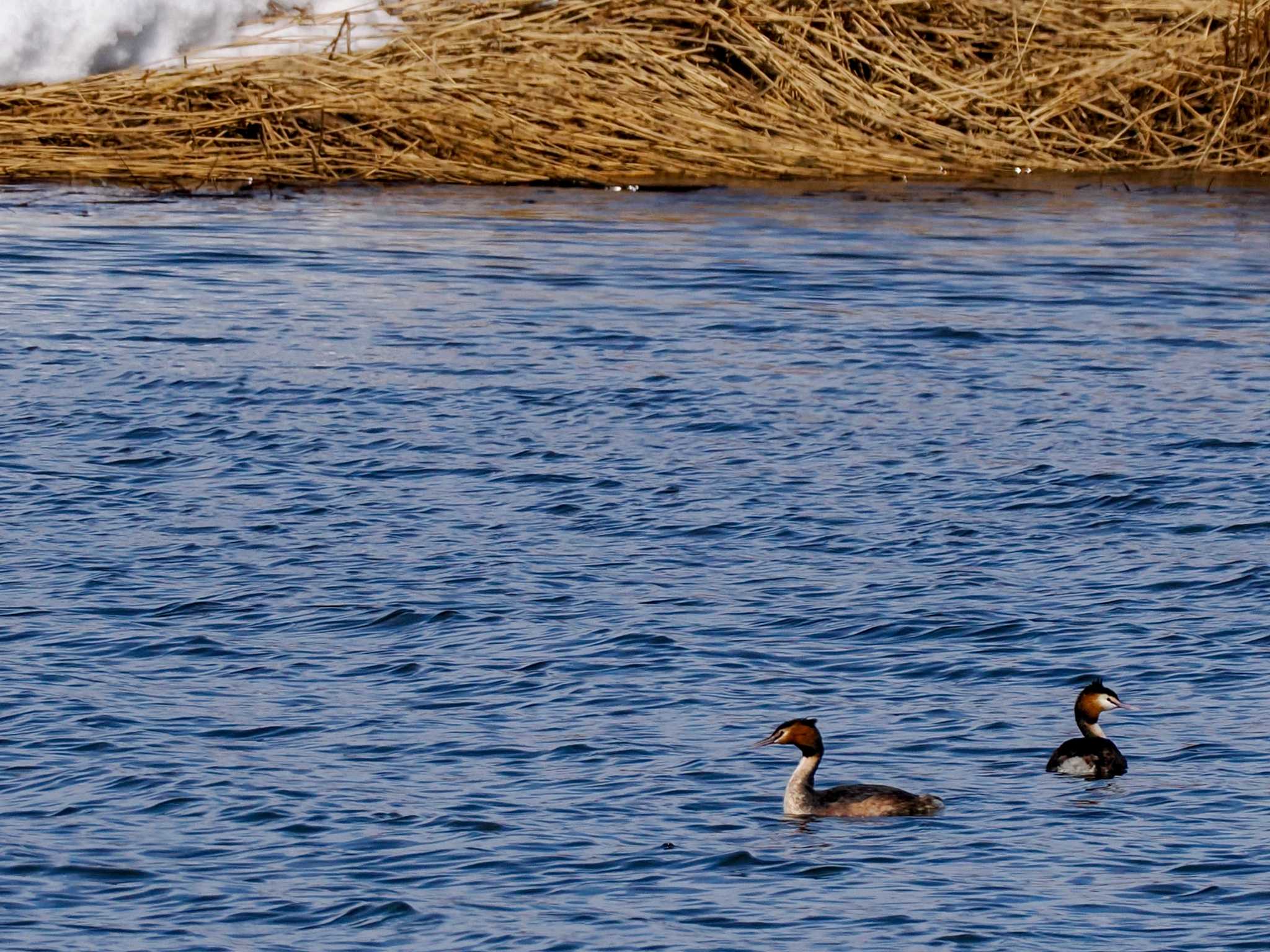 Great Crested Grebe