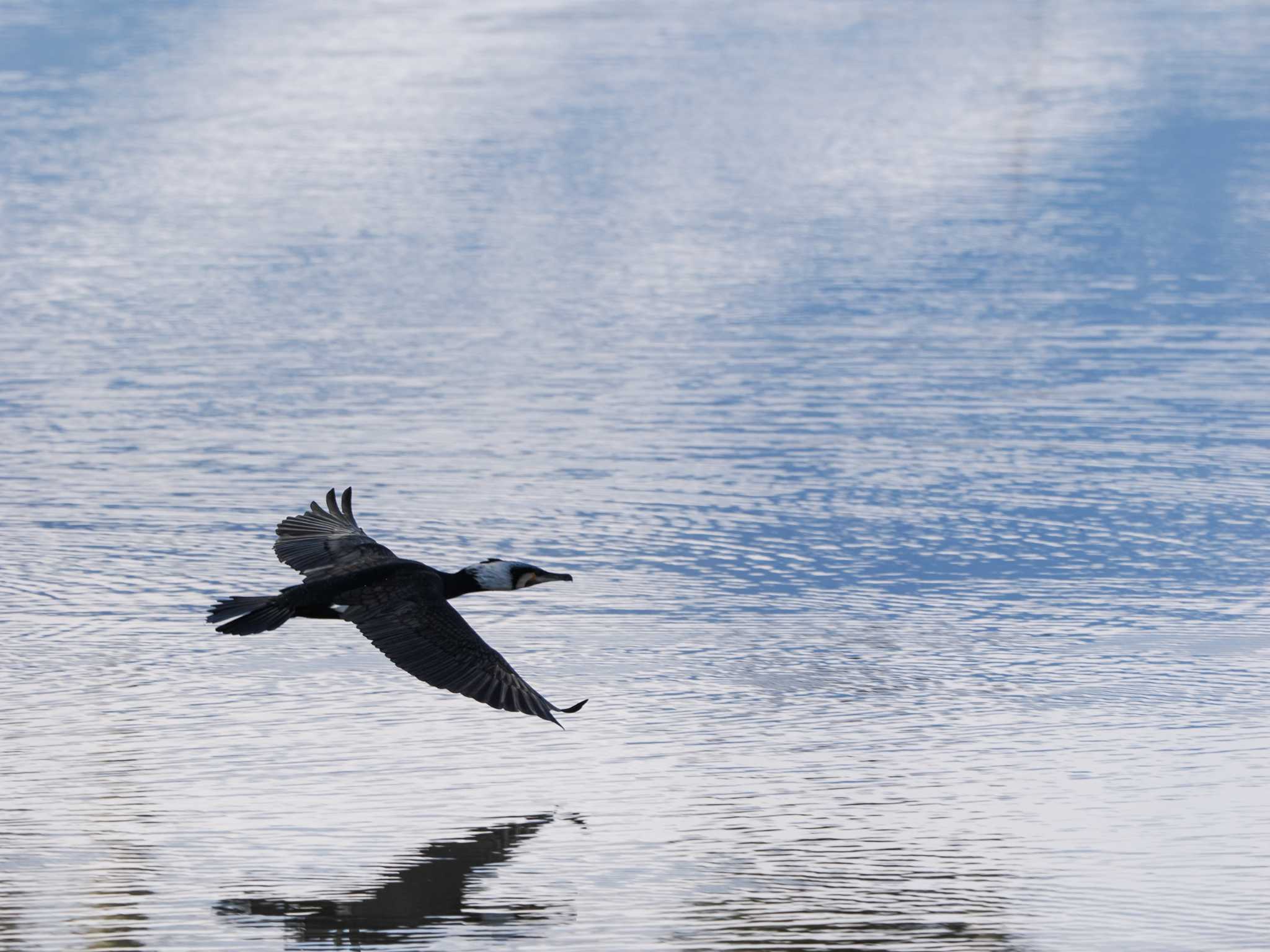 Photo of Great Cormorant at 石狩 茨戸川 by 98_Ark (98ｱｰｸ)