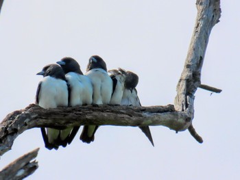 White-breasted Woodswallow Central Coast Wetlands Pioneer Dairy(NSW) Wed, 3/13/2024