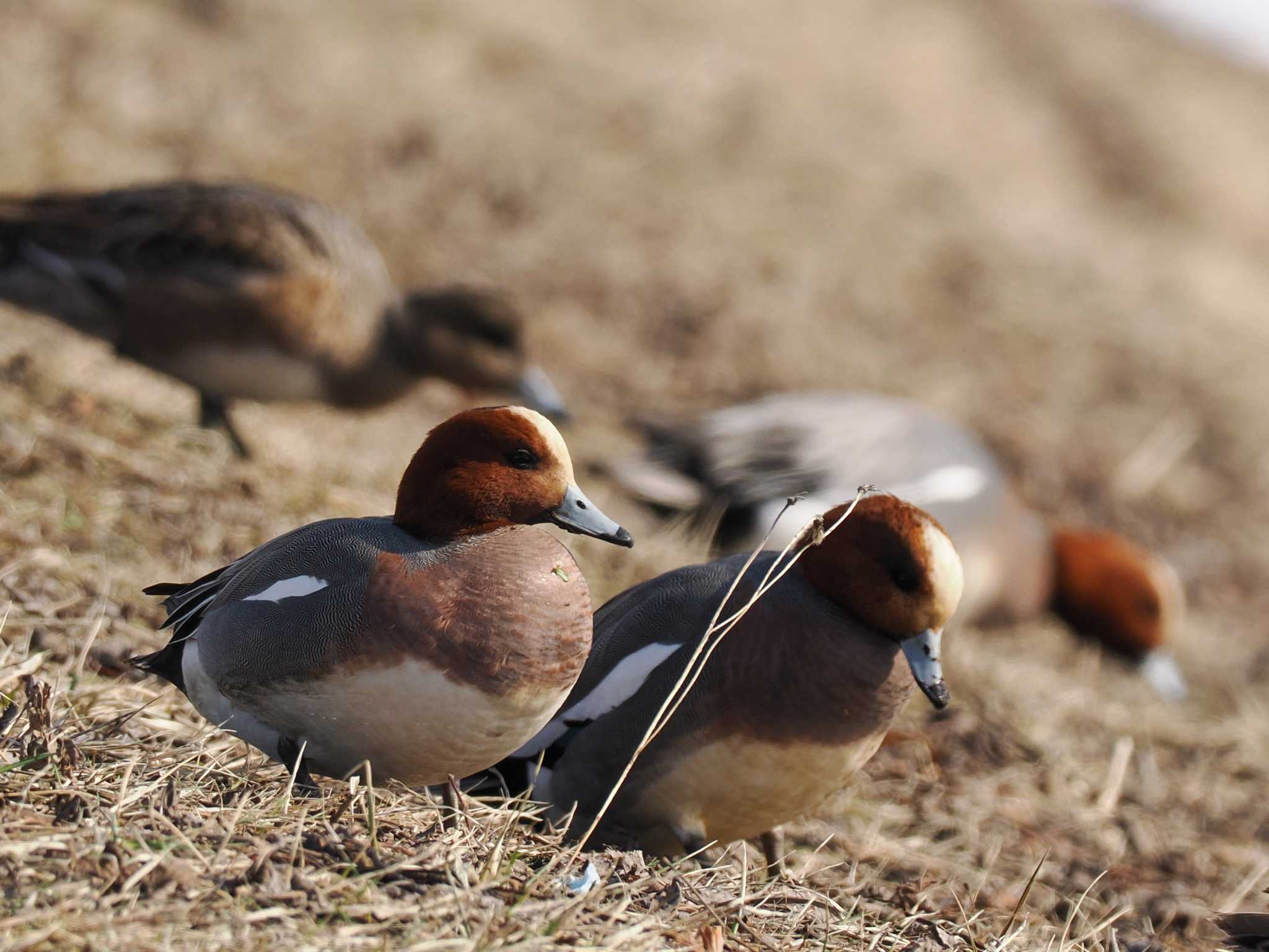 Photo of Eurasian Wigeon at 石狩 茨戸川 by 98_Ark (98ｱｰｸ)