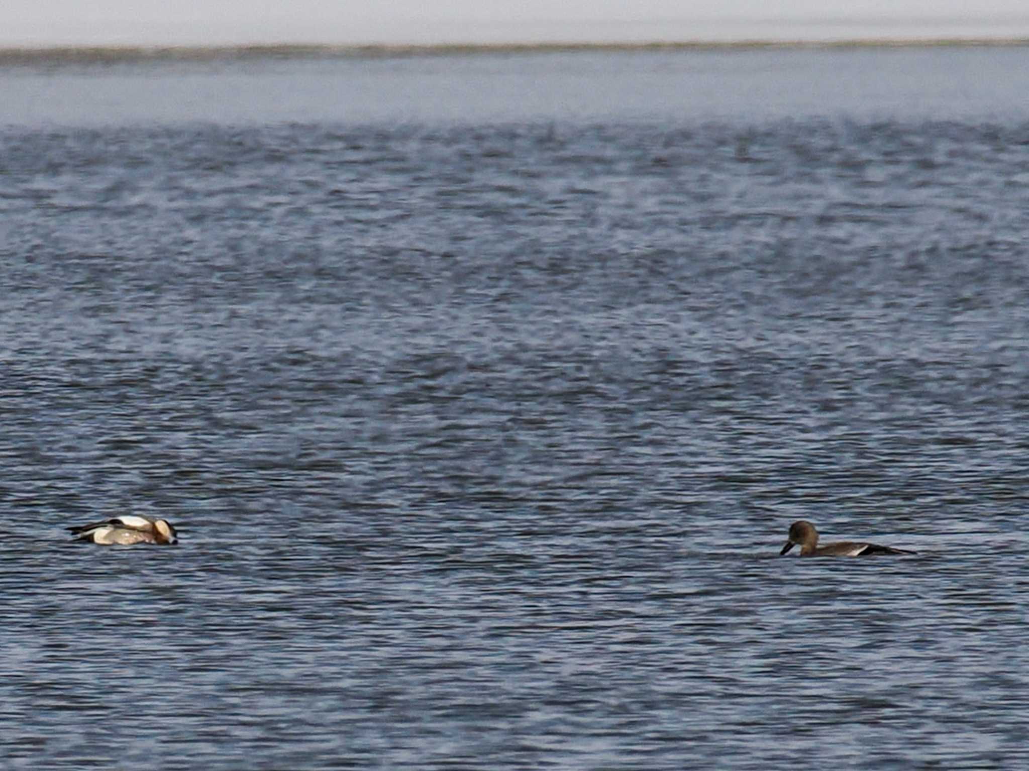 Photo of Eurasian Wigeon at 石狩 茨戸川 by 98_Ark (98ｱｰｸ)