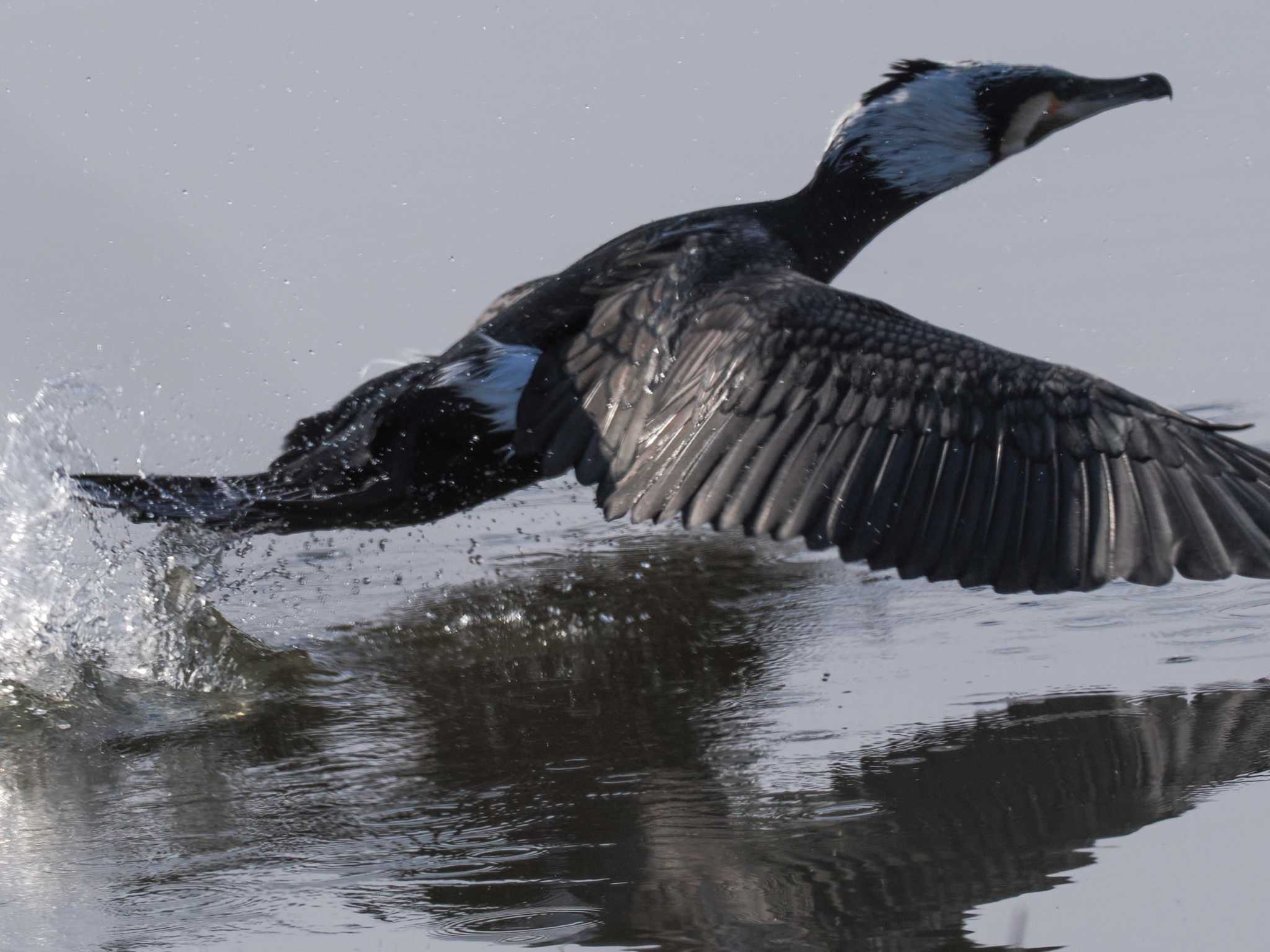 石狩 茨戸川 カワウの写真 by 98_Ark (98ｱｰｸ)