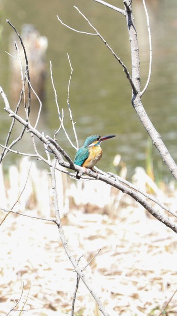 Common Kingfisher 善福寺公園 Wed, 3/20/2024