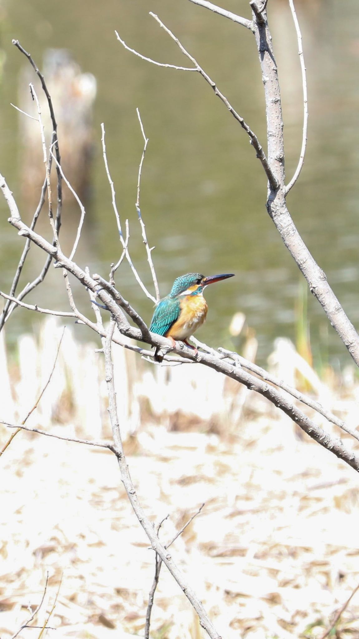 Photo of Common Kingfisher at 善福寺公園 by なご