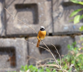 Daurian Redstart 善福寺公園 Wed, 3/20/2024