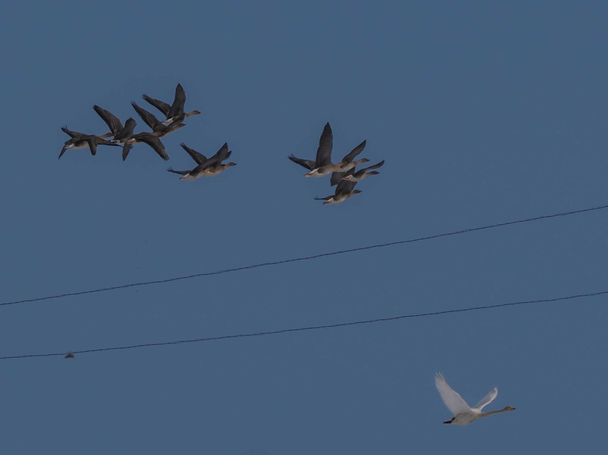 Photo of Tundra Bean Goose at 石狩 茨戸川 by 98_Ark (98ｱｰｸ)